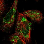 Immunofluorescent staining of human cell line U-251 MG shows localization to nucleoplasm & mitochondria.