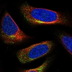 Immunofluorescent staining of human cell line U-2 OS shows localization to cytosol.