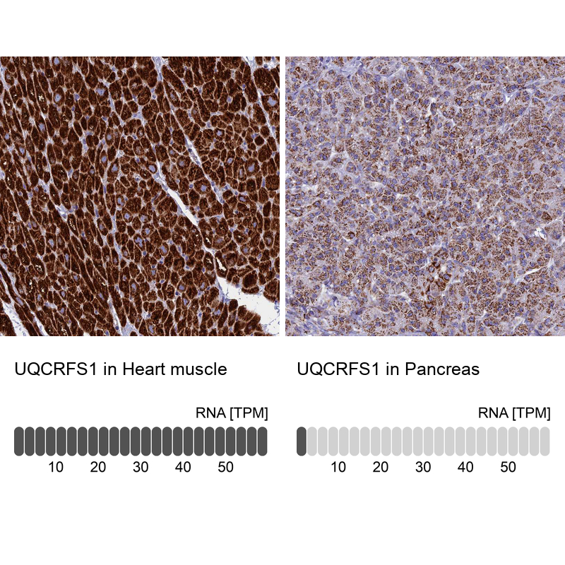 Anti-UQCRFS1 Antibody
