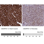 Anti-UQCRFS1 Antibody