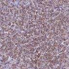 Immunohistochemical staining of human pancreas shows moderate to strong cytoplasmic positivity in exocrine glandular cells.