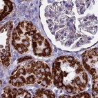 Immunohistochemical staining of human kidney using Anti-UQCRFS1 antibody HPA041863.