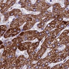 Immunohistochemical staining of human liver using Anti-UQCRFS1 antibody HPA041863.