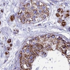 Immunohistochemical staining of human testis using Anti-UQCRFS1 antibody HPA041863.