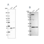 Western blot analysis using Anti-UQCRFS1 antibody HPA041863 (A) shows similar pattern to independent antibody HPA050339 (B).