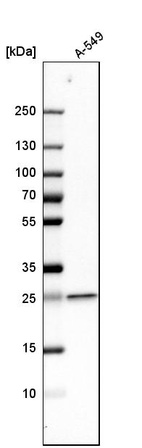 Western blot analysis in human cell line A-549.