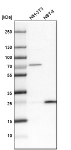 Western blot analysis in mouse cell line NIH-3T3 and rat cell line NBT-II.