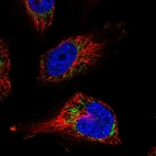 Immunofluorescent staining of human cell line U-251 MG shows localization to mitochondria.