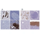 Immunohistochemical staining of human kidney, lymph node, pancreas and squamous epithelia using Anti-RHCG antibody HPA041874 (A) shows similar protein distribution across tissues to independent antibody HPA043317 (B).