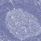 Immunohistochemical staining of human Lymph node shows no membranous positivity in non-germinal center cells as expected.