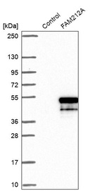 Western blot analysis in control (vector only transfected HEK293T lysate) and FAM212A over-expression lysate (Co-expressed with a C-terminal myc-DDK tag (~3.1 kDa) in mammalian HEK293T cells, LY404305).