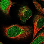 Immunofluorescent staining of human cell line U-2 OS shows localization to nucleoplasm & the Golgi apparatus.