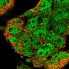Immunofluorescent staining of human cell line Hep G2 shows localization to nucleoplasm & cytosol.