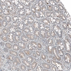 Immunohistochemical staining of human duodenum shows weak to moderate cytoplasmic positivity in glandular cells.