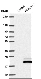 Western blot analysis in control (vector only transfected HEK293T lysate) and PLA2G10 over-expression lysate (Co-expressed with a C-terminal myc-DDK tag (~3.1 kDa) in mammalian HEK293T cells, LY418602).
