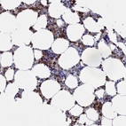 Immunohistochemical staining of human bone marrow shows moderate cytoplasmic positivity in hematopoietic cells.