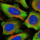 Immunofluorescent staining of human cell line U-2 OS shows localization to cytosol.