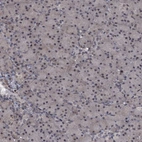 Immunohistochemical staining of human pancreas shows low expression as expected.