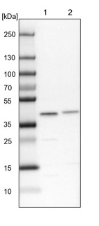 Lane 1: NIH-3T3 cell lysate (Mouse embryonic fibroblast cells)_br/_Lane 2: NBT-II cell lysate (Rat Wistar bladder tumour cells)