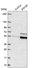 Western blot analysis in control (vector only transfected HEK293T lysate) and DDX28 over-expression lysate (Co-expressed with a C-terminal myc-DDK tag (~3.1 kDa) in mammalian HEK293T cells, LY402673).