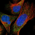 Immunofluorescent staining of human cell line U-2 OS shows localization to mitochondria.