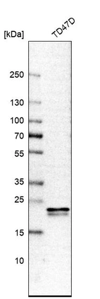 Western blot analysis in human cell line TD47D.