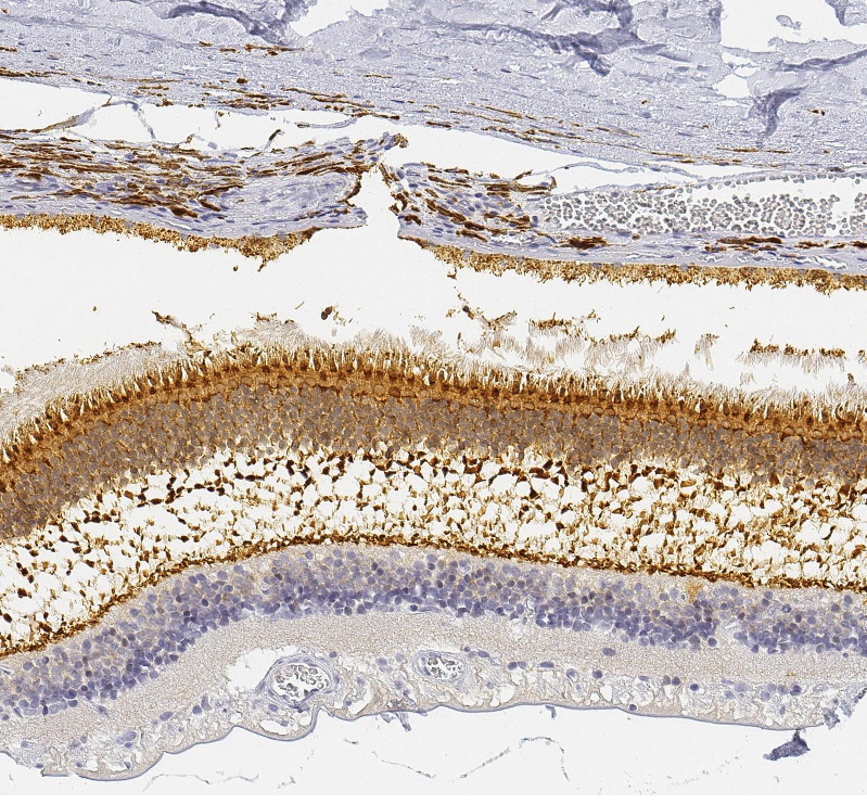 Anti-UNC119 Antibody