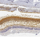 Anti-UNC119 Antibody