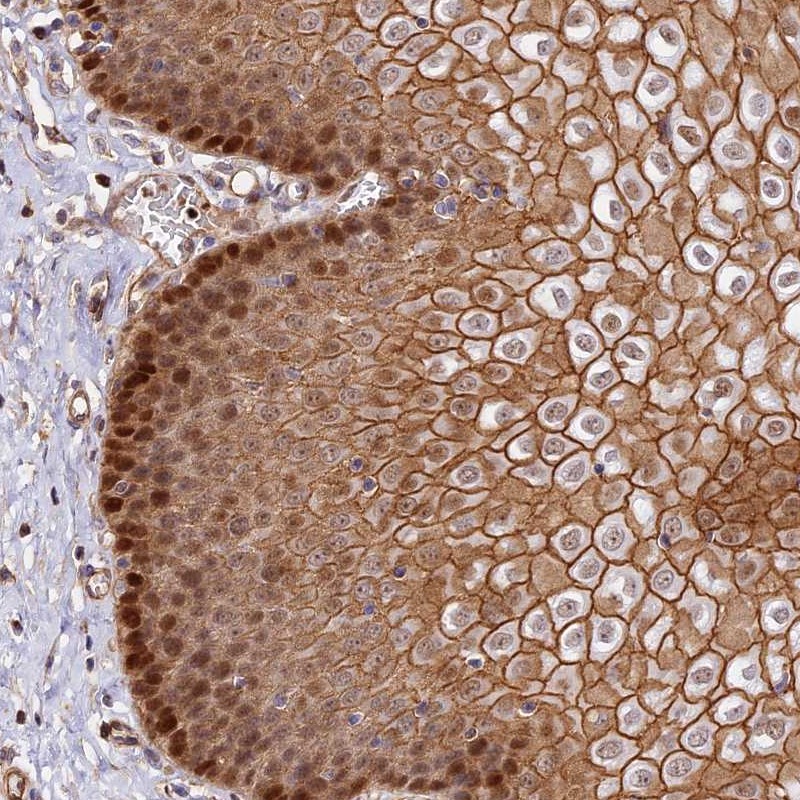 Anti-C15orf53 Antibody