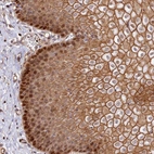Anti-C15orf53 Antibody