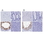 Immunohistochemical staining of human cerebral cortex, colon, testis and tonsil using Anti-TEX101 antibody HPA041915 (A) shows similar protein distribution across tissues to independent antibody HPA042513 (B).