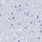 Immunohistochemical staining of human cerebral cortex using Anti-TEX101 antibody HPA041915.