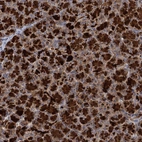 Anti-WDR88 Antibody