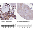 Anti-PTPN9 Antibody