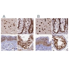Anti-FAM103A1 Antibody