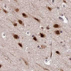 Immunohistochemical staining of human cerebral cortex using Anti-FAM103A1 antibody HPA041923.
