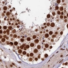 Immunohistochemical staining of human testis using Anti-FAM103A1 antibody HPA041923.