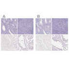 Immunohistochemical staining of human endometrium, lymphoid tissues, skeletal muscle and testis using Anti-SPACA4 antibody HPA041927 (A) shows similar protein distribution across tissues to independent antibody HPA061302 (B).