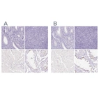 Immunohistochemical staining of human endometrium, lymphoid tissues, skeletal muscle and testis using Anti-SPACA4 antibody HPA041927 (A) shows similar protein distribution across tissues to independent antibody HPA061302 (B).