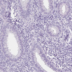 Immunohistochemical staining of human endometrium shows negative positivity in glandular cells as expected.