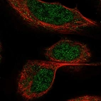 Immunofluorescent staining of human cell line U-2 OS shows localization to nucleoplasm.
