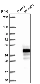 Western blot analysis in control (vector only transfected HEK293T lysate) and RPUSD1 over-expression lysate (Co-expressed with a C-terminal myc-DDK tag (~3.1 kDa) in mammalian HEK293T cells, LY409228).
