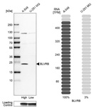 Western blot analysis in human cell lines A-549 and U-251MG using Anti-BLVRB antibody. Corresponding BLVRB RNA-seq data are presented for the same cell lines. Loading control: Anti-GAPDH.