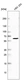 Anti-PRPF31 Antibody