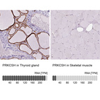 Anti-PRKCSH Antibody