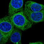Immunofluorescent staining of human cell line MCF7 shows localization to endoplasmic reticulum.