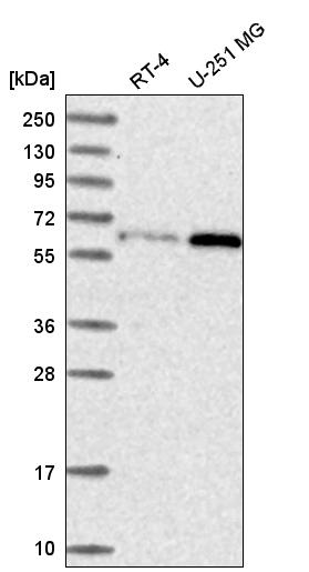 Anti-U2AF2 Antibody
