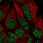 Immunofluorescent staining of human cell line HEK 293 shows localization to nuclear speckles.