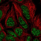 Immunofluorescent staining of human cell line HEK 293 shows localization to nuclear speckles.
