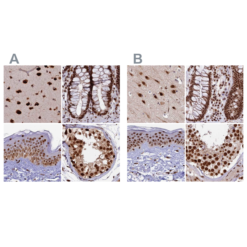 Anti-FAM103A1 Antibody